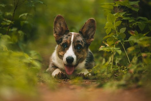 Happy corgi dog puppy laying on the ground in forest. Portrait of beautiful purebred blue merle cardigan welsh corgi puppy. High quality photo