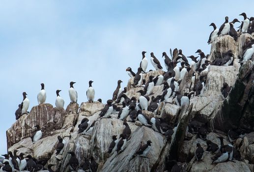 Seabird Colony and lone Atlantic Puffin