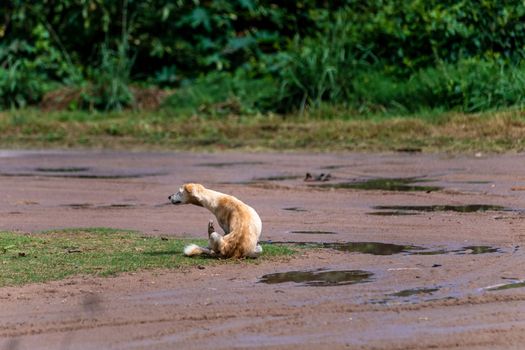 dogs on the street of the rural South America. High quality photo