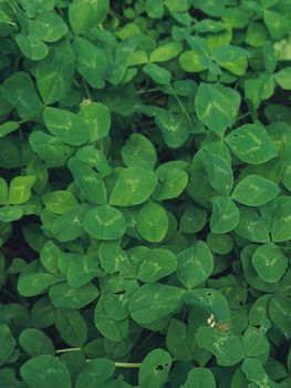 Clover leaves on a summer meadow. Background from plant clover four leaf. Irish traditional symbol. High quality photo