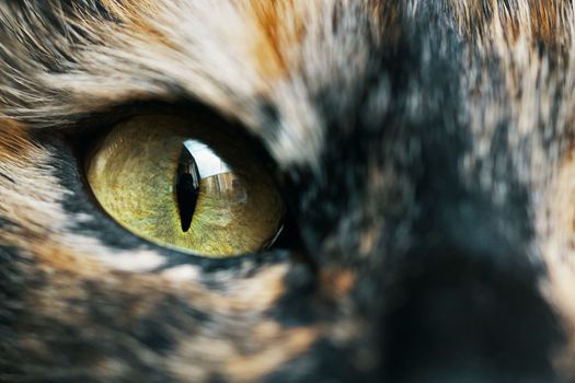 Close-up of yellow and green eyes of a cat. Pet in front of the camera. Adorable domestic animal. Pussycat with narrowed eyes. Macro photography.