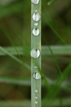 Winter rain droplets in grass leaves background close up nature exploration big size high quality prints