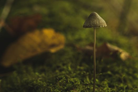 Close-up at fungus growing on moss. Small Mushroom in autumn forest. High-quality photo