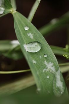 Winter rain droplets in grass leaves background close up nature exploration big size high quality prints