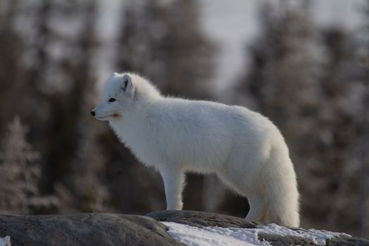 Arctic fox or Vulpes Lagopus in white winter coat with trees in the background looking forward, Churchill, Manitoba, Canada