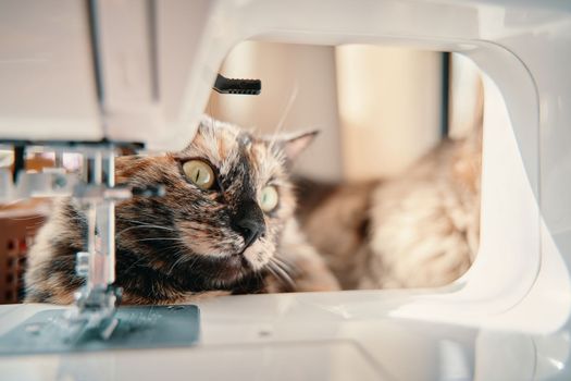 Curious multicolored pussycat is lying on desktop. Cute kitten looks away. Fluffy cat peeks out from sewing machine. Pets and lifestyle concept. Domestic animal themes.