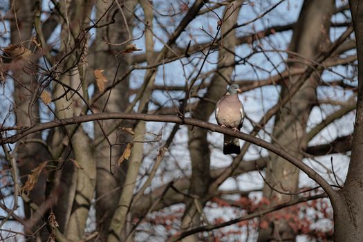 Common Wood Pigeon perched on a branch in the autumn forest