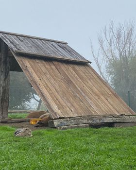 Animals grazing on green grass at farm grassland and behind wooden roof in a foggy day