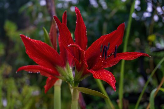 Huge bright red lily flower Amaryllis in the garden with water drops on the petals close up