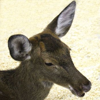 The head of a young female sika deer close-up on a light blurred background.