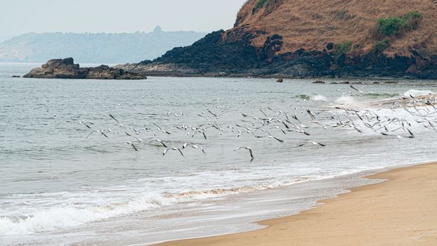 A flock of seagulls flies over the sea against the backdrop of a mountain and sea sand. High quality photo