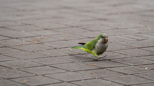 Parrot parakeet walking in city street with food on the beak.