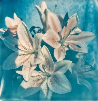 Vintage photo of garden flowers indoor. Bouquet of blue flowers
