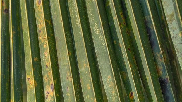 Palm leaf pleated close-up texture, floral background. High quality photo