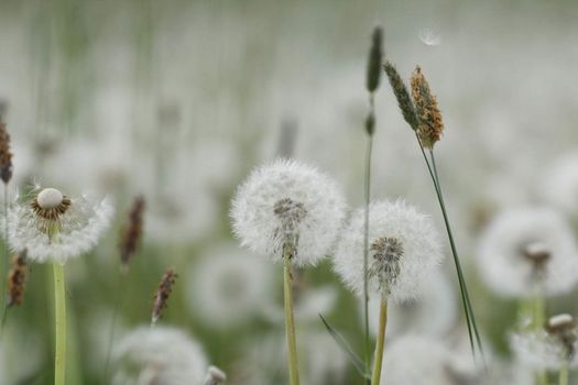 Dandelion field background. A lot of dandelion texture. Glade of dandelions juicy green summer lightness. Macro dandelions. Close dandelions. Summer dandelions. High quality photo