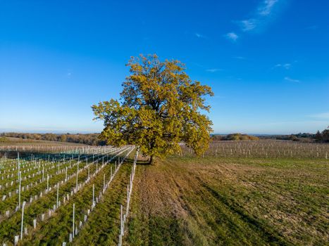 Beautiful tree, oak, Bordeaux vineyard over frost and smog and freeze in winter, landscape vineyard . High quality photo