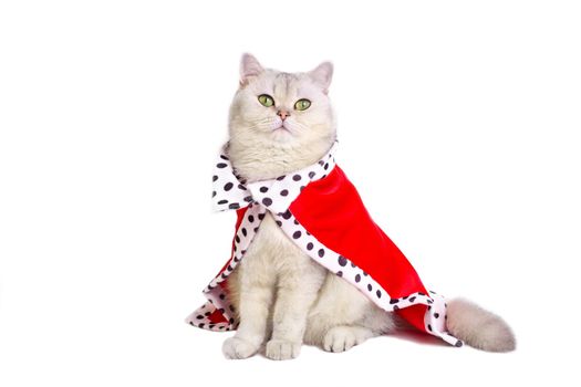 A luxurious calm white cat with green eyes in a red royal mantle , sitting on a white background. Copy space