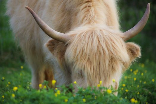 Animals on a farm Cows, Goats, Horses etc. High quality photos