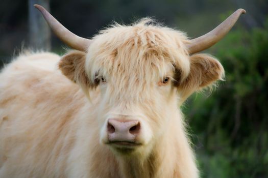 Animals on a farm Cows, Goats, Horses etc. High quality photos
