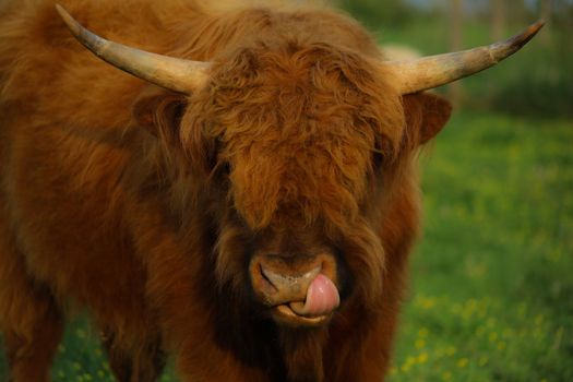 Animals on a farm Cows, Goats, Horses etc. High quality photos