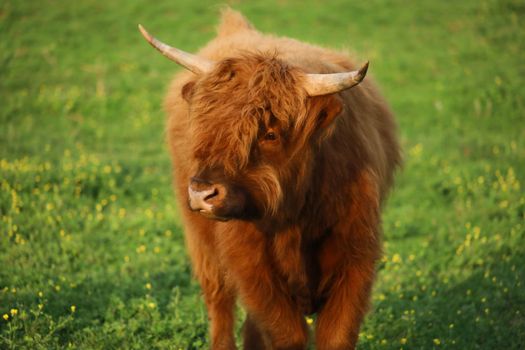 Animals on a farm Cows, Goats, Horses etc. High quality photos