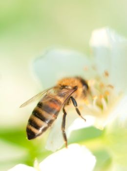 striped bee sits on a jasmine flower and pour over it macro photography insects in nature. High quality photo