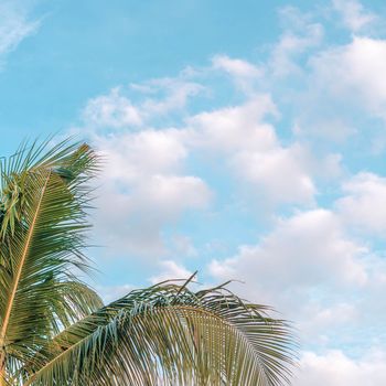 BANNER Atmosphere panorama white cloud sky alone tropical palm background summer tenderness freedom.