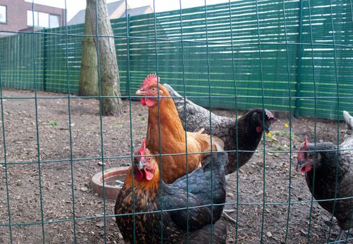 multi-colored chickens are waiting for feeding behind the fence, looking with curiosity at the hostess, poultry farming, egg-laying hen. High quality photo