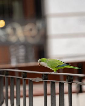 parrot on a metal fence in urban street. Parakeets in Madrid city.