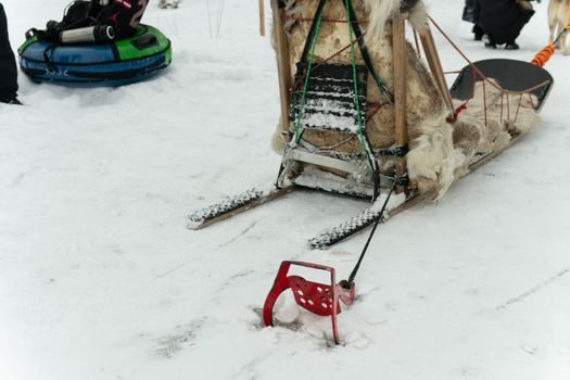 canine nature dog husky musher white siberian winter sled alaska cold sleigh snow