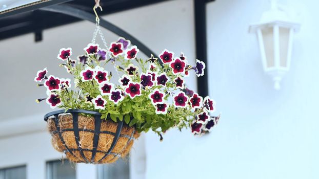 Purple petunias hang in a vase outside the house