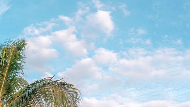 BANNER Atmosphere panorama white cloud sky alone tropical palm background summer tenderness freedom.