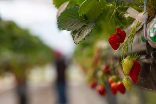 France, Gironde, May 2022: Strawberries growing under green houses in South West France, High quality 4k footage