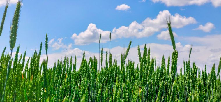 Green field barley or wheat. Full ripe spikelets. Bright sunny summer day in the field