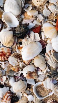 VERTICAL Close-up seashells on beach sand summer day. Abstract ocean background pattern collection.