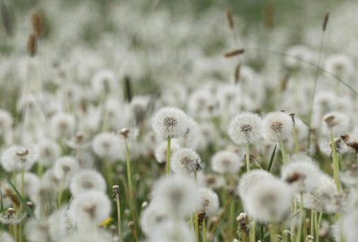 Dandelion field background. A lot of dandelion texture. Glade of dandelions juicy green summer lightness. Macro dandelions. Close dandelions. Summer dandelions. High quality photo