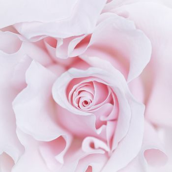 Pale pink white rose flower. Macro flowers background for holiday brand design