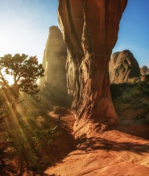 Sunrays Filter Through an Arches Park Pine