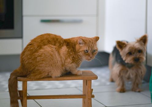 fashion models red fluffy cat in front of the camera and the dog yorkshire terrier is blurred - are not a friends. High quality photo