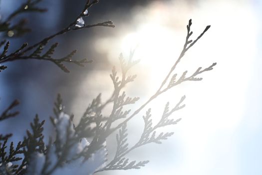 Top branches covered with snow against sunny sky, frozen trees in the forest sky background, winter background