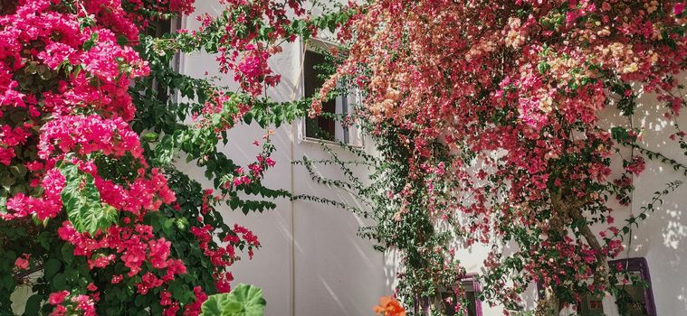 Beautiful pink rose on white house. Window of old classic white stone wall of Greece or Turkey. download image