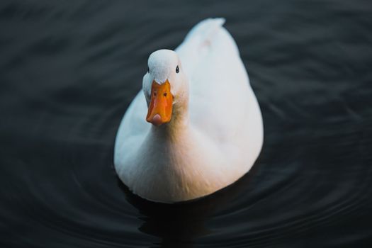 A Beautiful White Duck is Swimming on the Calm Waters of the Lake at Sunset