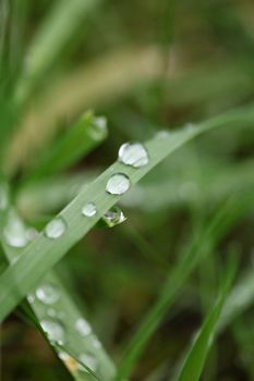 Winter rain droplets in grass leaves background close up nature exploration big size high quality prints