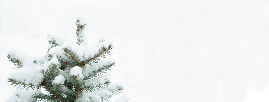 Winter background. Natural pine in the snow Kopi space. Falling snowflakes. Snow is lying on the branches of a tree. New Year, Christmas, background.