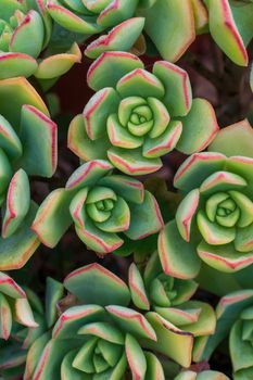 Background of green succulents rosettes. Top view