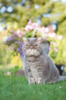 beautiful gray British cat sits on a green lawn and looks with a smart look. High quality photo