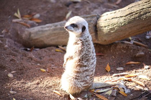 Meerkat cute looking up and down sweet animal. High quality photo