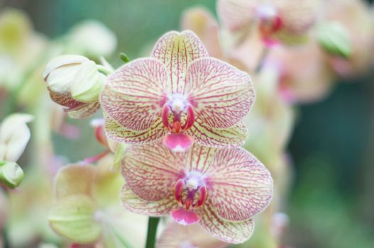 beautiful yellow Phalaenopsis Blume orchid flowers , on a garden background, High quality photo