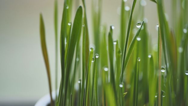 Young sprouts of grass with dew. Close-up view