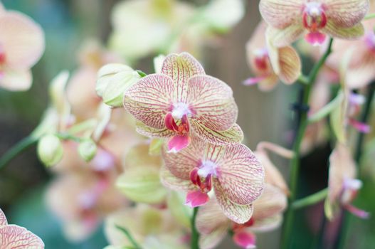 beautiful yellow Phalaenopsis Blume orchid flowers , on a garden background, High quality photo
